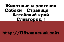 Животные и растения Собаки - Страница 10 . Алтайский край,Славгород г.